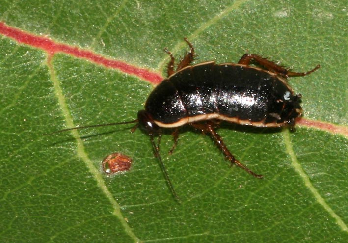 Loboptera decipiens (Germar 1817)